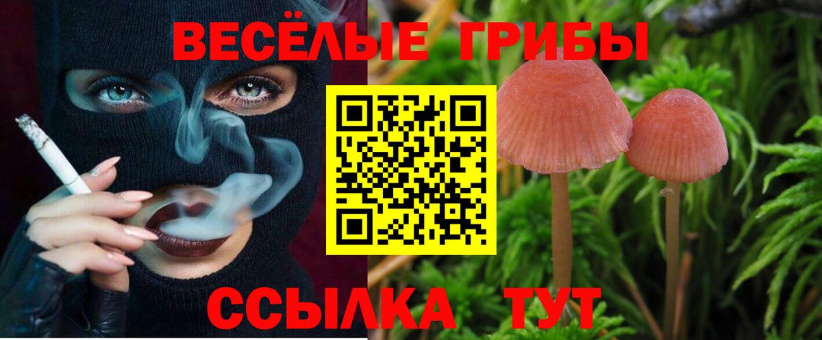 Псилоцибиновые грибы Cubensis  Вход с VPN  Калининград 