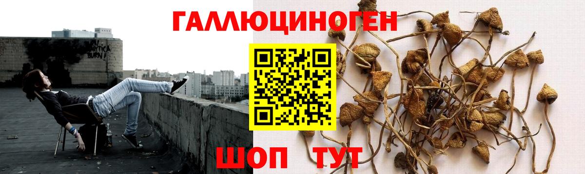 Псилоцибиновые грибы Magic Shrooms Калининград